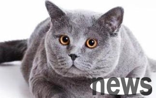 Causes of cat hair loss and 9 care methods