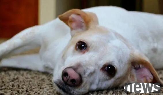 Dogs with cold and diarrhea symptoms and prevention