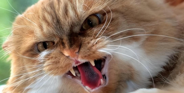Do cats have rabies? Cats have symptoms of rabies!