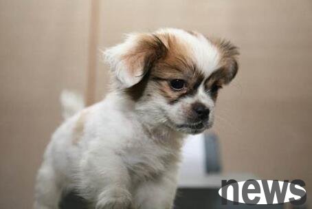 What are the symptoms of dog disease? How to treat it?