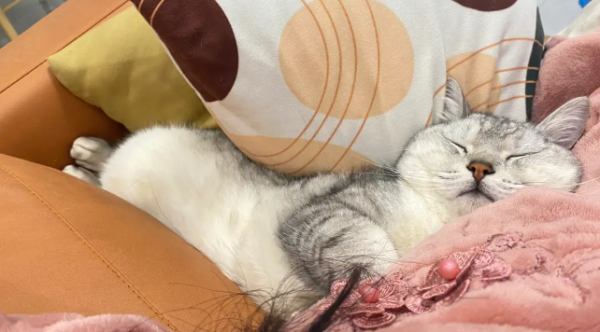 Why is it painful to lie on the ground after a cat steals salted fish?