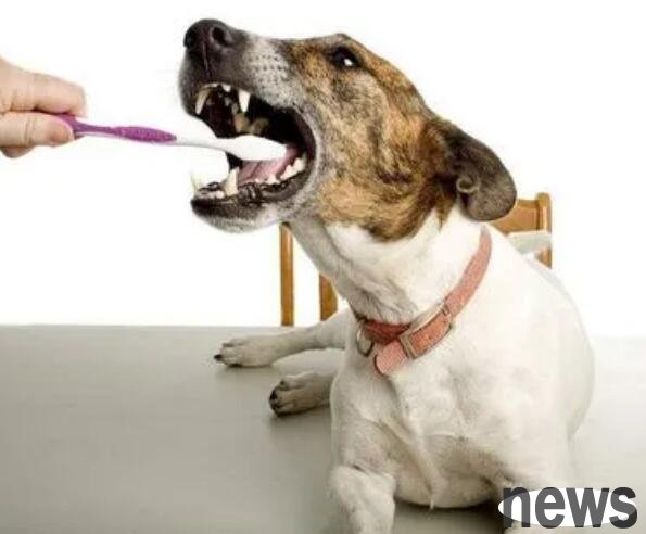 Dogs  oral health care and care