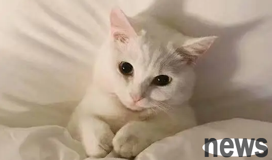 What is cat nose bracelet? Do cats need lifelong isolation if they have cat nose bracelets?