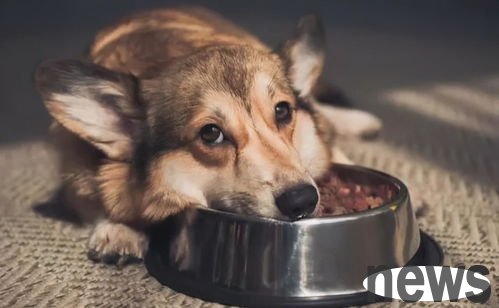 Common knowledge of eye diseases in dogs and 6 major disease signals from eye abnormalities!