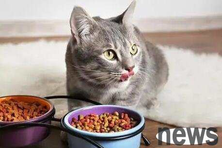Can cat angular stomatitis heal itself? Both cats and you want to know about it!
