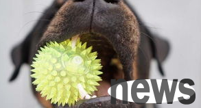 How to prevent puppies from having dentifritics? What happens if a dog has tartar?