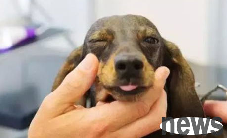 What are the symptoms of pneumonia in dogs?