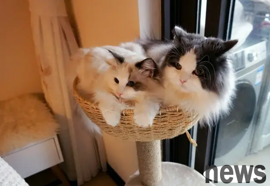 Why do cats eat grain-free cat food? How to choose cat food?