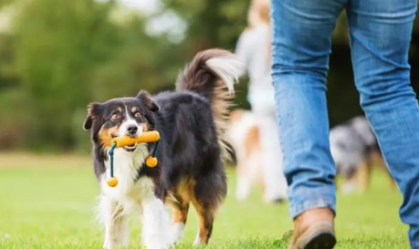 Why do dogs vomit? Look at the shoveler who wants to raise
