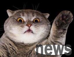 Funny cats like to open their mouths and stick out their tongues when they sleep?