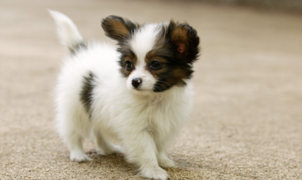 Why do dogs run around the house like crazy?