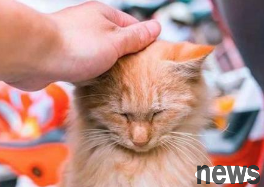 The cat s head twitched from time to time, because this is the reason!