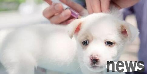 What should I pay attention to when I get an injection from a dog?
