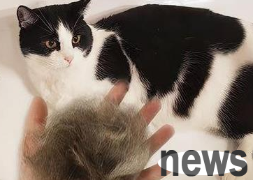 Can people get rid of cat hair?