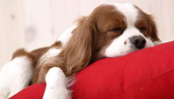 Popular Science: Clinical Symptoms and Nursing Knowledge of Canine Kidney Failure