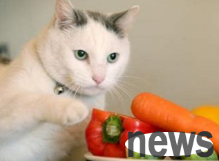How long can a vegetarian cat live? Come here to see