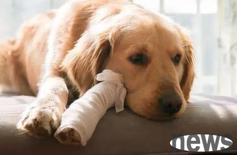 Causes and treatments for dog legs lame
