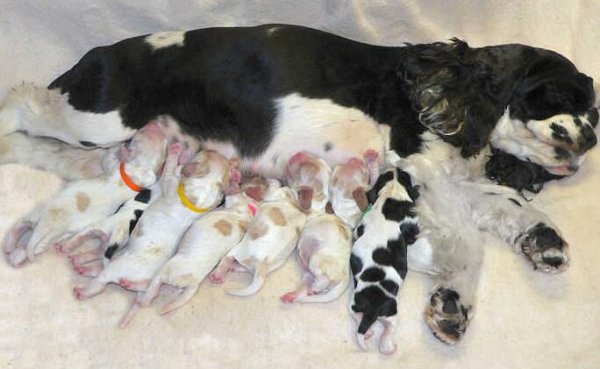 When delivering a female dog, you must pay attention to the method