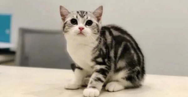 What breed is the beautiful short highland cat? Let s learn about it together