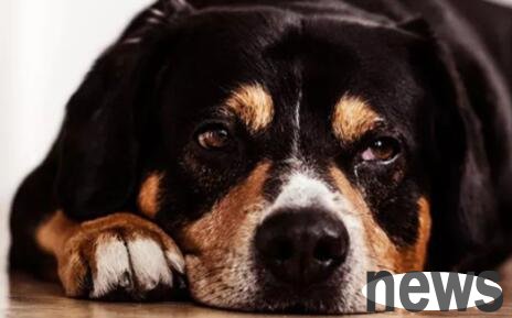 What s wrong with a puppy turning his head? Symptoms and treatments for dogs turning their intestines