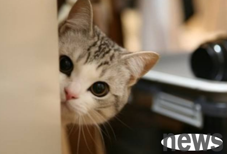 Why do cats like to keep staring at their owners at night? If you don t know, please see