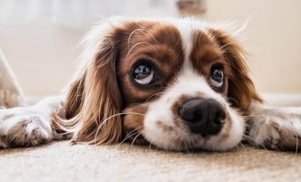 What should I do if my dog suffers from anxiety and depression?