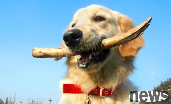 How to train a dog to hold objects?