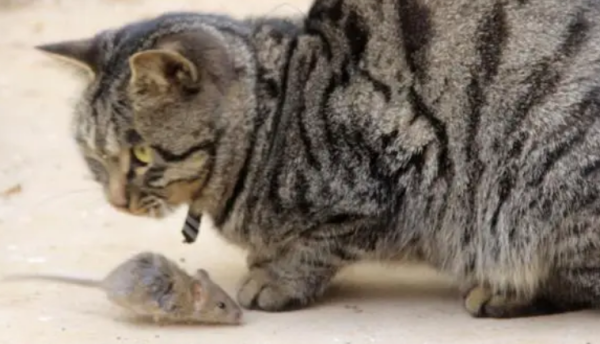 Why did the cat take the caught mice home? Don t make a fuss, master.