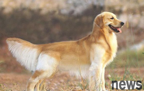 When a dog has these weird movements, it is in pain. Parents must not ignore it.