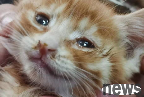 How is cat nose spurs caused? If you want to know, please read here