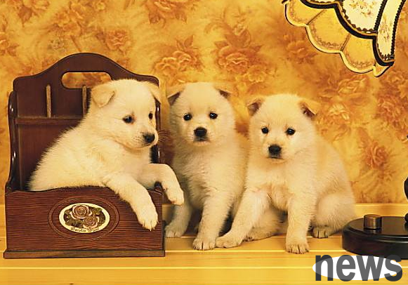 What stages will a dog go through after birth?