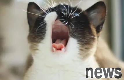 What should I do if the cat keeps chirping? Let s take a look, my master