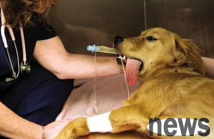 Pet owners, please note that dogs often do these poses, which may be due to physical problems.