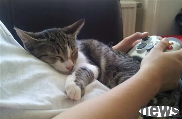 How to make cats clingy? Just do these right