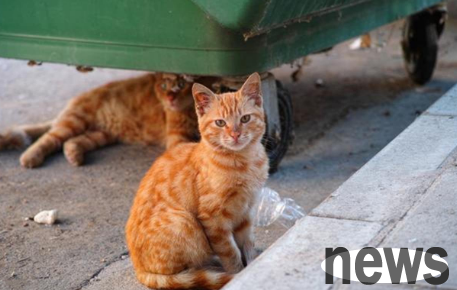 What should I pay attention to when adopting stray cats? This article helps you answer