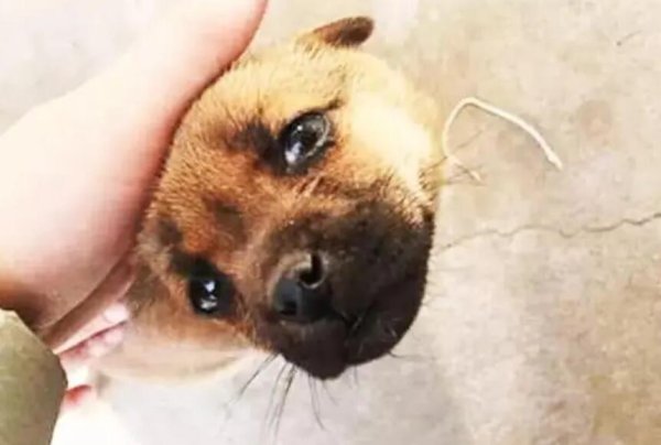 How can a puppy do that if he doesn t listen to the shoveling owner, but listen to the people who oppress them?