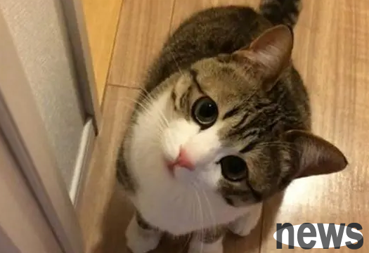 This article tells you why cats like to look at people with their heads tilted?