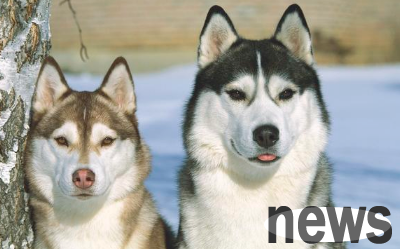 Which is stronger, male or female dog? How to choose for beginners, let me tell you