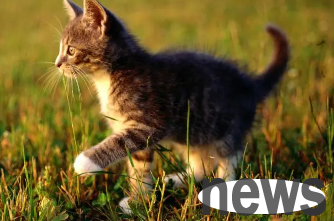 Can cats eat chestnuts? Come here to have a look~
