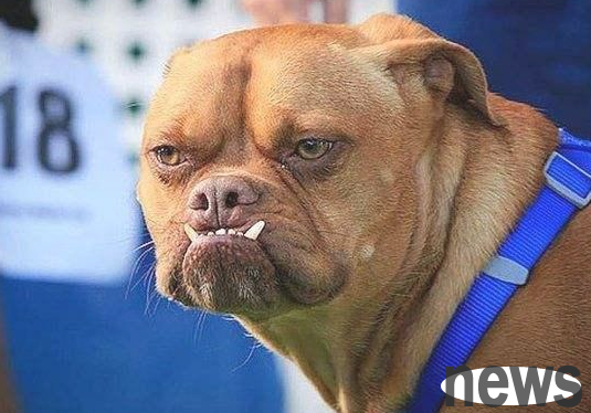 If you are unwilling to harm your dog, don’t do these 6 things to it! Netizen: Remember