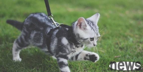 Can cats slip? The answer is yes!