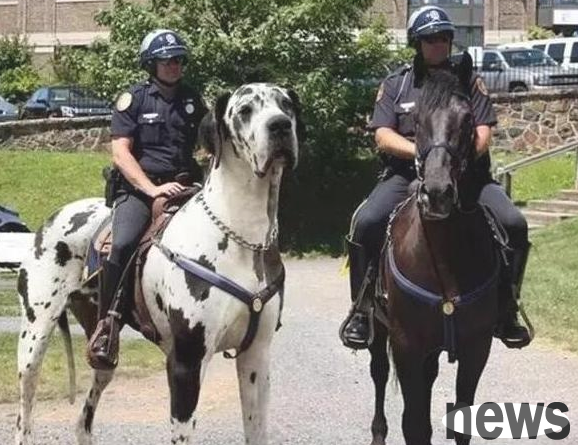These 6 well-known giant dogs, you can know about 3 of them, which is your advantage