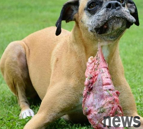 Can you give your dog raw meat?