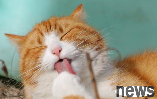 Precautions for keeping: Will cats suffocate if they are strangled?