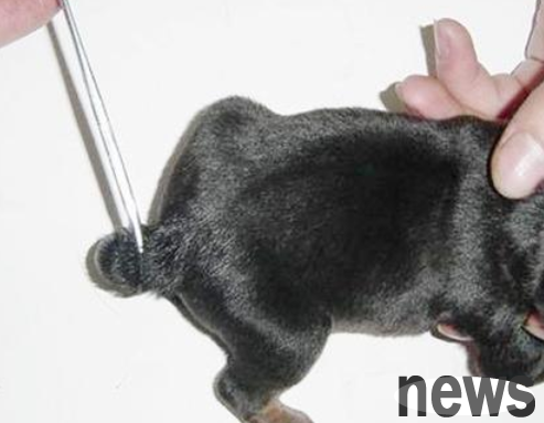 The puppy has continuous bleeding after a broken tail wound. What should I do?