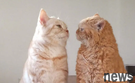 Tips on pet raising: Will the cat come back after leaving?