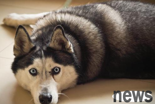 What are the main manifestations of dogs’ lack of trace elements? Never take it seriously