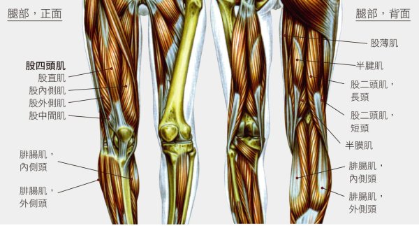 Zero-risk fitness/Experts teach you to strengthen the 