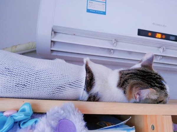 What is the temperature suitable for cats? Can the air conditioner be switched directly to 20 degrees?