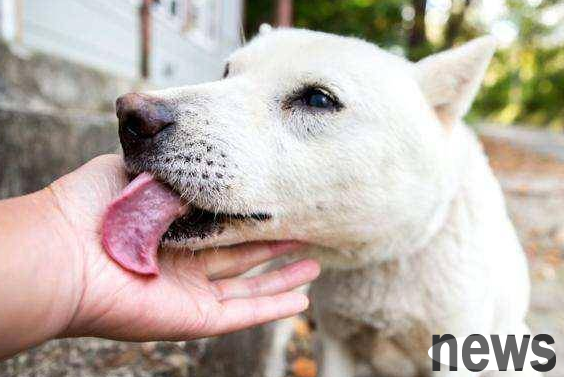 Dogs lick you, hiding many 
